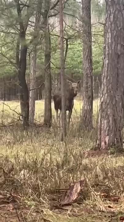 Есть две новости про лосей в ЛО