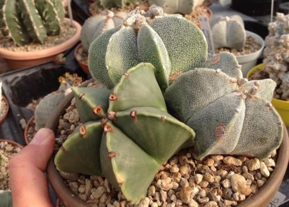 Астрофитум: как вырастить звезду на подоконнике