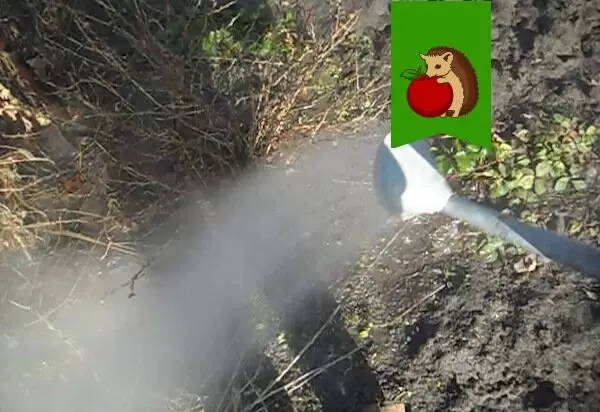 Полив смородины кипятком: основные правила и советы для садоводов