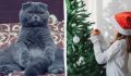Как защитить новогоднюю елку от игривых котов: практические советы