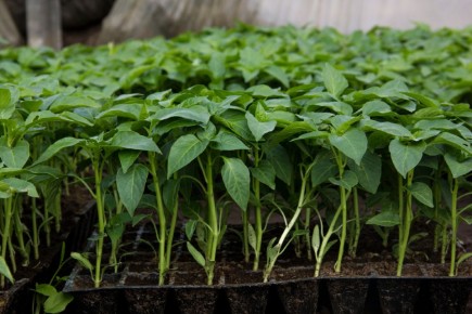 7 ������ ��� ������ �����, ������� ����� �������� ��� ������