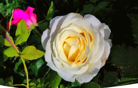 ��� ��������� ������������� ����: ������� ����� ��� ������� ��������