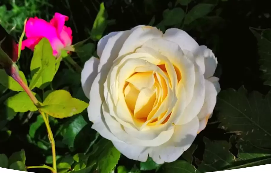 Как правильно подкармливать розы: секреты ухода для пышного цветения