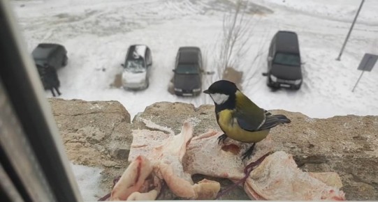 ������ �����: ������� � ������