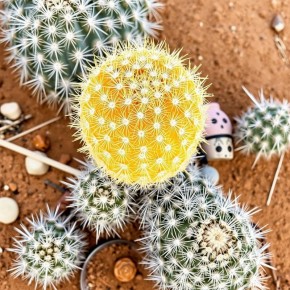 ��� �������: Echinocactus grusonii