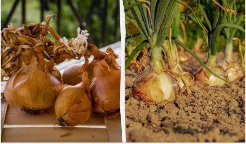 ��� ������� ��������� ���� ������� ����: ������ �� ��������