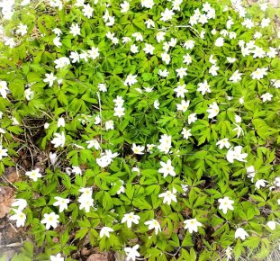 ����� ������ ������: ������� �������� � �������� ���������