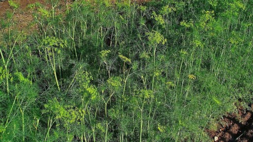 ������ ��� ����� �������: �������� ������� � �������