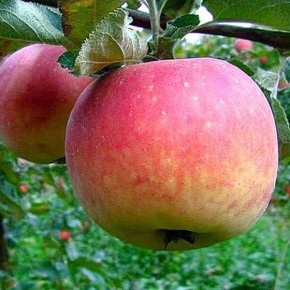 ������ ������� �����: ������� ������ ���� � ������� �������