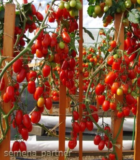 ����� �������: ������� ����� �� ���������� ������������� ������