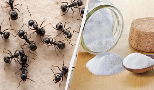 ���������, �������: ��� ����� ���������� �� �������� ������ � ������� �������� �����������