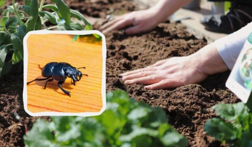 ��� ���������� � �����-���������: ������� ������� ��� ������ ������ ����