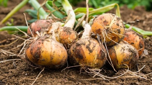 ������������ ����������� ����-����� � ������� ��������