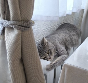 ��� ������� �������� ���� ���������� ����������� � �������