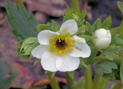 ��� ��������� �������� � ����: ������ �� ����� � ����