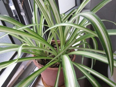 ���������� ������� ����������� ��������� �� ������� ������ � ������� � ������� ���������