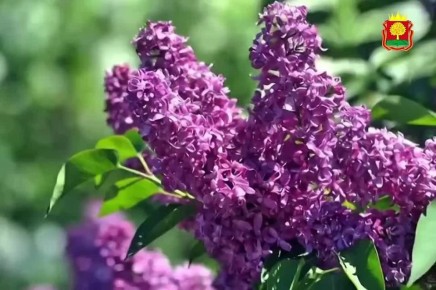 ����� 96 ������ ������ ������ ������������, ��� ��� � ����������