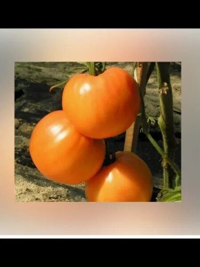 ����� ������ ������: ��� ���� � ������� �������