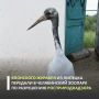 Центрально-Черноземное управление проконтролировало передачу самца японского журавля из Липецкого зоопарка в Челябинск