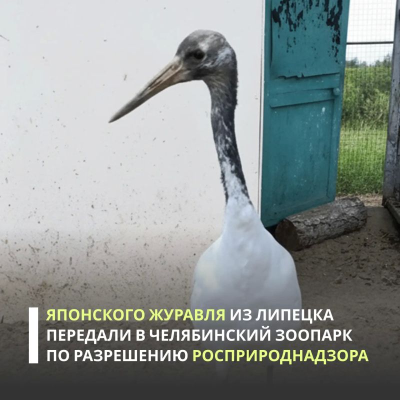 Центрально-Черноземное управление проконтролировало передачу самца японского журавля из Липецкого зоопарка в Челябинск