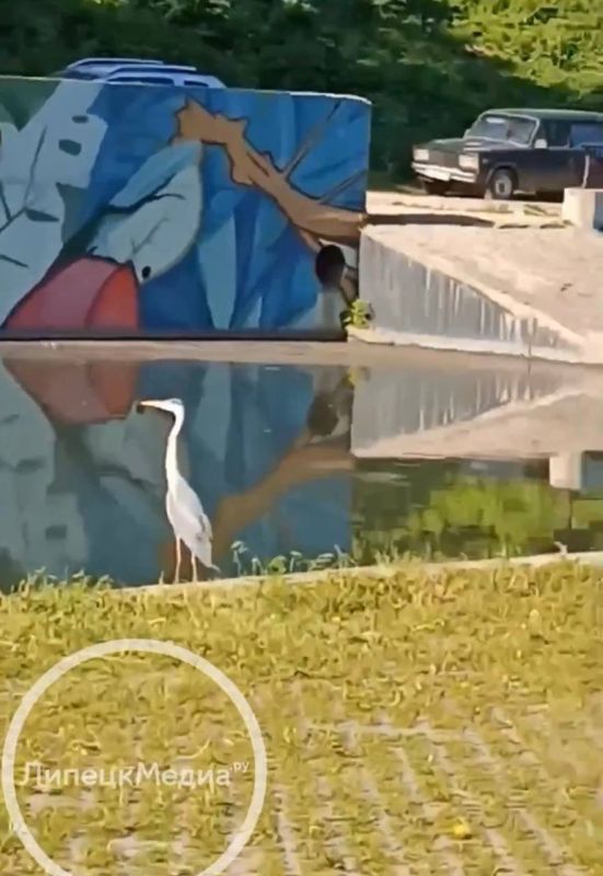 Серая цапля прилетела к Липецкому Городищу
