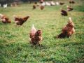Куры на даче: как выбрать породу для яиц и мяса