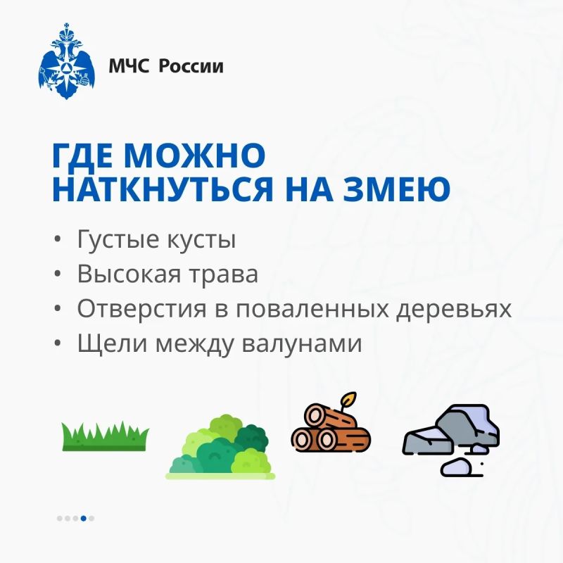 Как вести себя при встрече со змеей? Как вести себя при встрече со змеей?