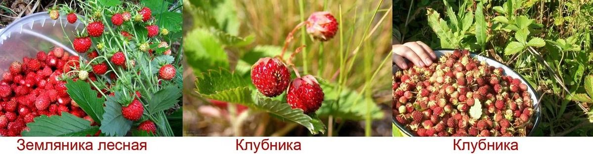 Земляника и клубника: удивительные различия, которые вы не знали