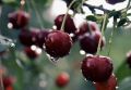Зимняя подкормка вишни и сливы: секреты успешного урожая с осени