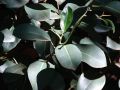 Как растения с округлыми листьями влияют на ваше психическое здоровье