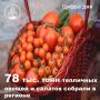 4 тепличных комплекса - более 220 гектаров - 78 тысяч тонн овощей и салатов