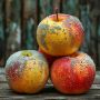 Почему на наших продуктах появляется плесень и как этого избежать?
