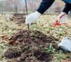 Как спасти яблоню: советы по борьбе с грызунами