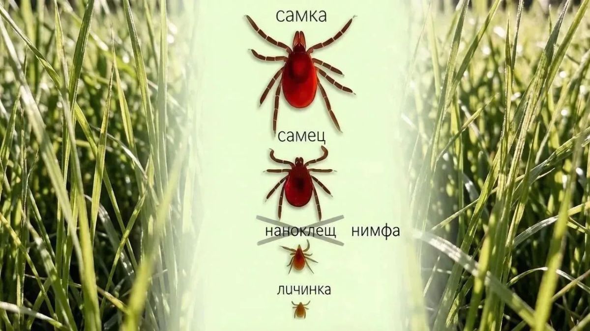 Слышали про появление наноклещей?