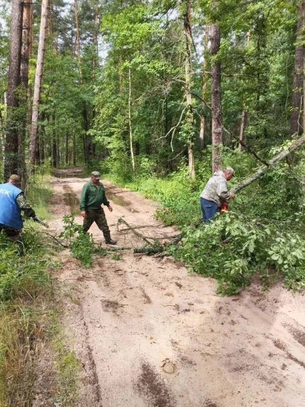 10 000 км минерализованных полос в лесах ЛО в полном порядке 10 000 км минерализованных полос в лесах ЛО в полном порядке