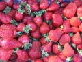 800 тонн плодово-ягодной продукции собрано в регионе