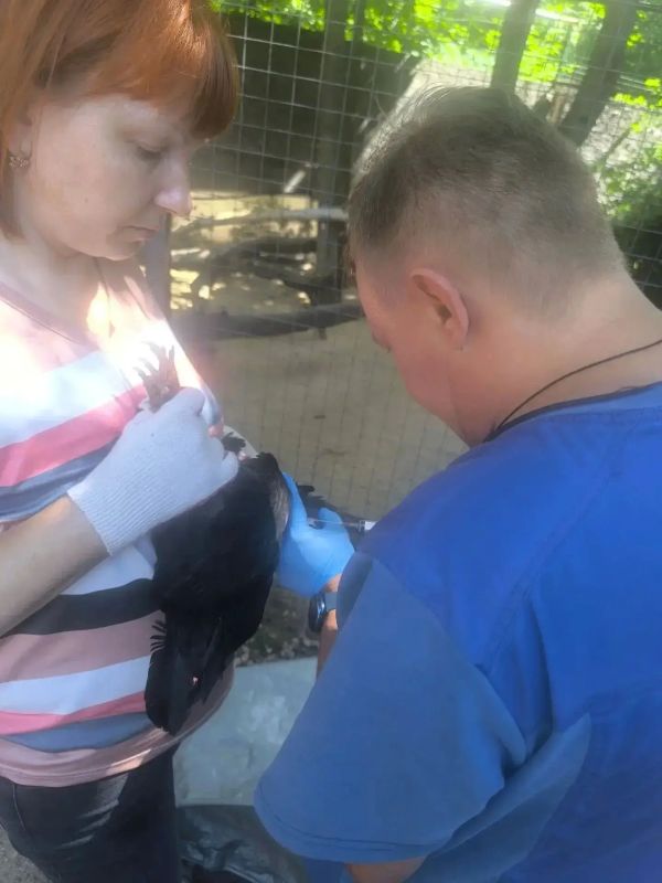 Прививки от птичьего гриппа и болезни Ньюкасла сделали липецкие ветеринары павлинам, фазанам и другим пернатым контактного зоопарка в парке Победы Прививки от птичьего гриппа и болезни Ньюкасла сделали липецкие ветеринары павлинам, фазанам и другим пернатым контактного зоопарка в парке Победы