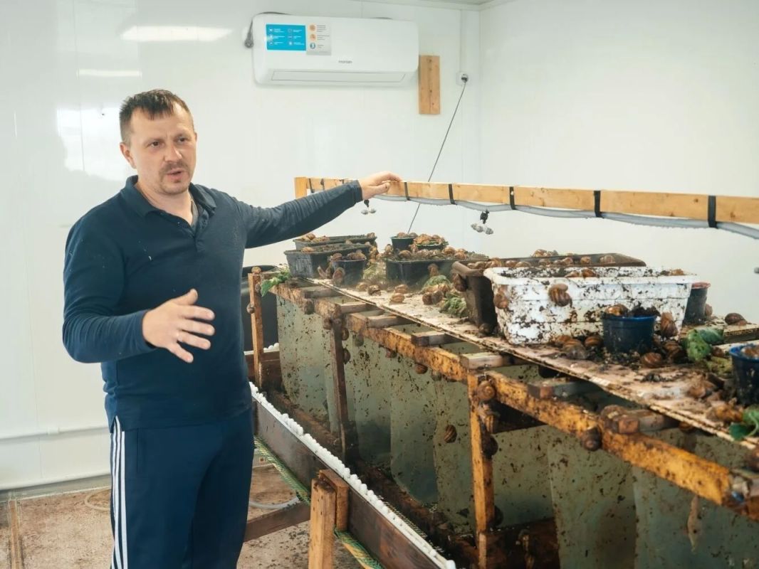 Предприниматель Павел Шабалин с помощью 2 млн рублей «Агростартапа» развивает в Задонском округе улиточную ферму Предприниматель Павел Шабалин с помощью 2 млн рублей «Агростартапа» развивает в Задонском округе улиточную ферму