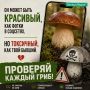 После дождей в Липецкой области начался грибной сезон — и вместе с ним пришли трагедии