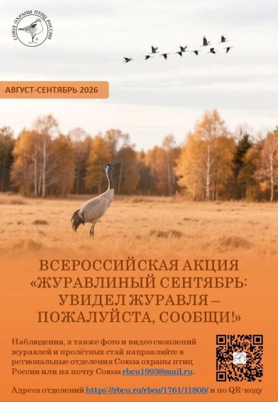 Стаи журавлей низко над землей могут увидеть липчане рано утром или поздно вечером – в это время они перелетают с мест ночевки