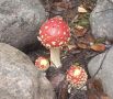 Ядовит для человека, полезен для леса красный мухомор