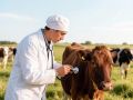 Сегодня свой профессиональный праздник отмечают защитники нашего сельского хозяйства – ветеринарные работники