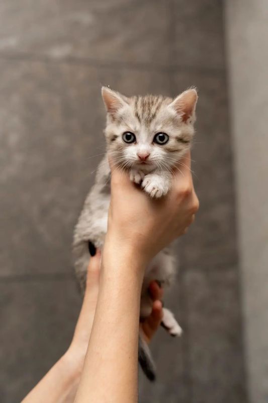 Котята цвета кофейной пенки родились на ПВЗ маркетплейса в ЛО. Их вместе с мамой забрала на передержку клиентка пункта выдачи Котята цвета кофейной пенки родились на ПВЗ маркетплейса в ЛО. Их вместе с мамой забрала на передержку клиентка пункта выдачи