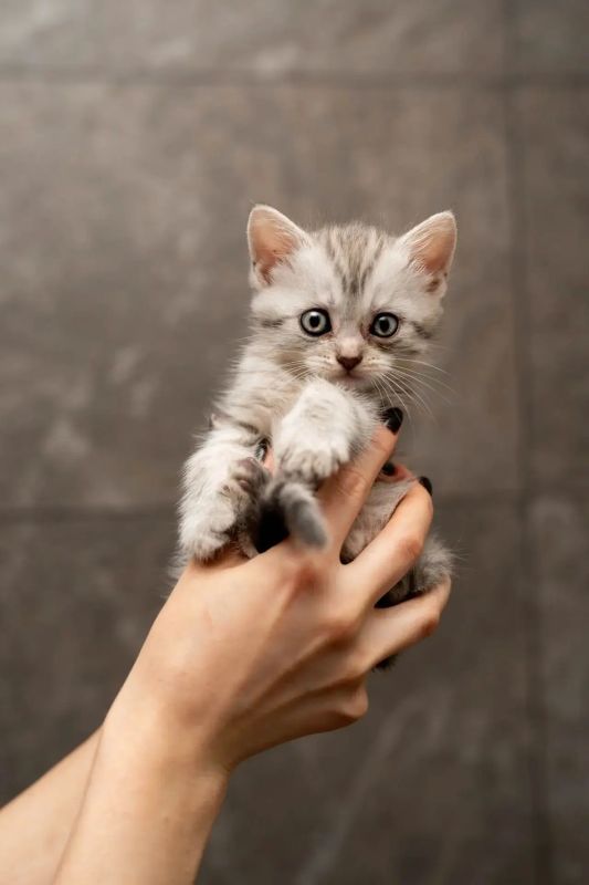 Котята цвета кофейной пенки родились на ПВЗ маркетплейса в ЛО. Их вместе с мамой забрала на передержку клиентка пункта выдачи Котята цвета кофейной пенки родились на ПВЗ маркетплейса в ЛО. Их вместе с мамой забрала на передержку клиентка пункта выдачи