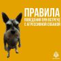 Не знаете, что делать при встрече с агрессивной собакой? Главное – не паникуйте