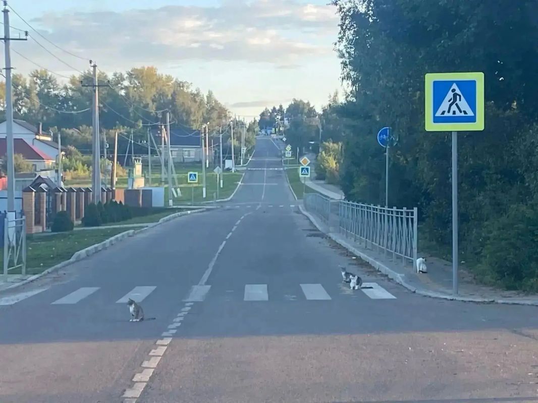 Измалковские коты соблюдают правила дорожного движения – проезжую часть пересекают строго по зебре