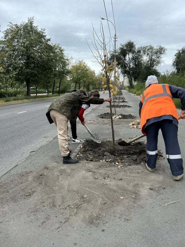 Проспект Мира в Новолипецком микрорайоне украсили 40 новых лип Проспект Мира в Новолипецком микрорайоне украсили 40 новых лип