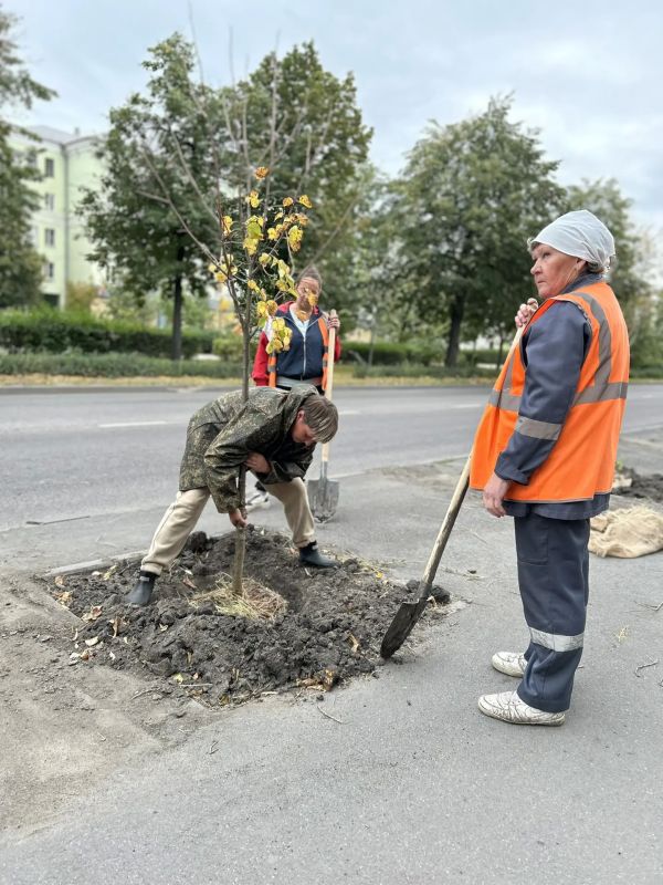 Проспект Мира в Новолипецком микрорайоне украсили 40 новых лип Проспект Мира в Новолипецком микрорайоне украсили 40 новых лип