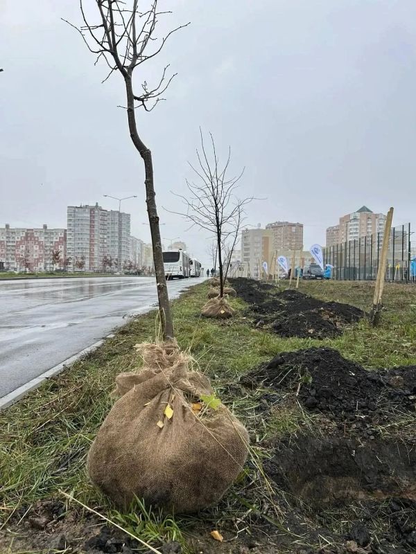 Неистово озеленяют сквер Белана Липецка в этом сезоне Неистово озеленяют сквер Белана Липецка в этом сезоне