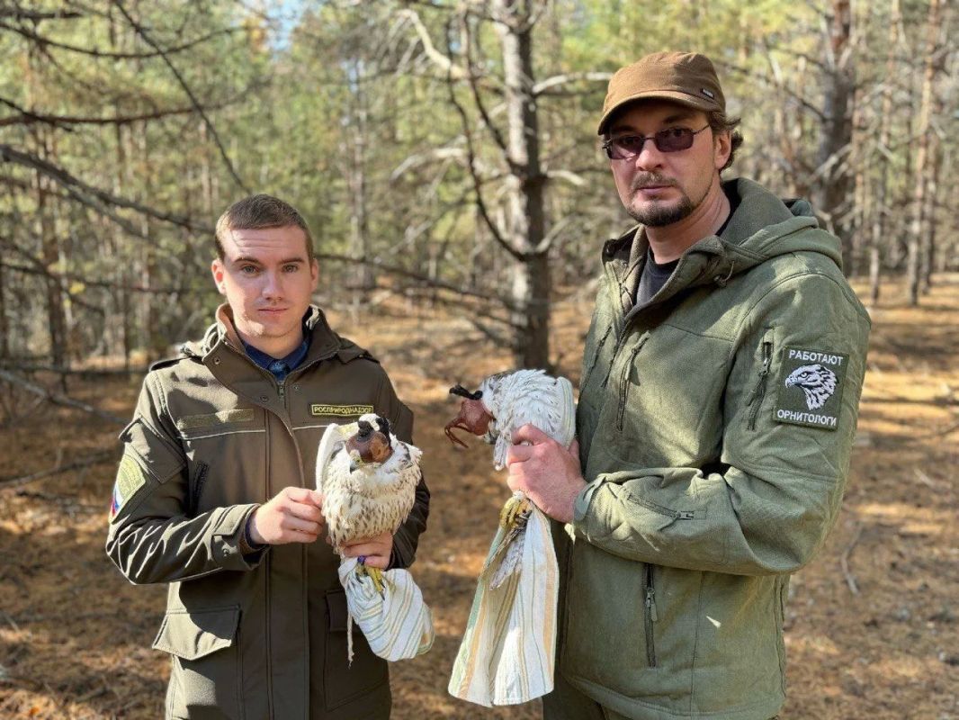 Два краснокнижных сокола-балобана выпущены в природу в Тамбовской области Два краснокнижных сокола-балобана выпущены в природу в Тамбовской области
